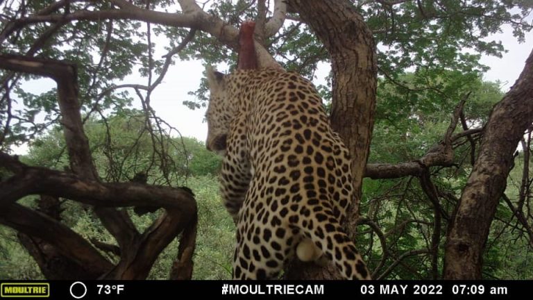 Capture the Essence of Botswana Wildlife Photography